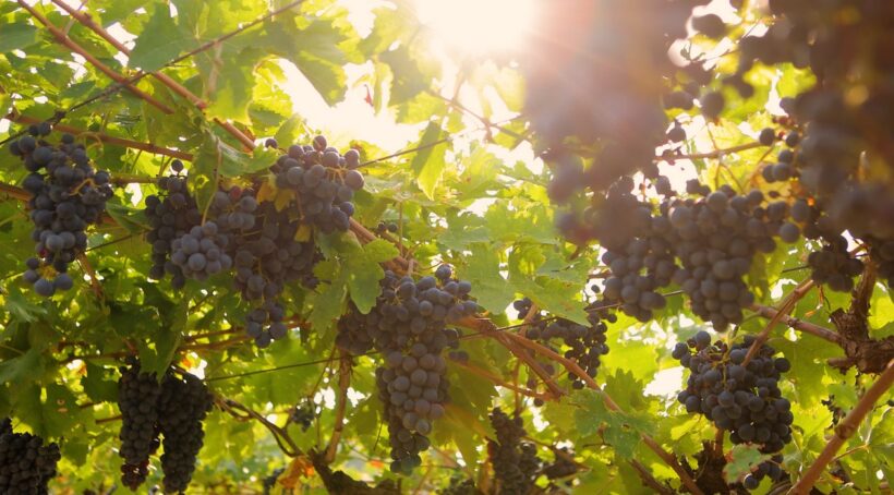 Sklizeň hroznů 2024