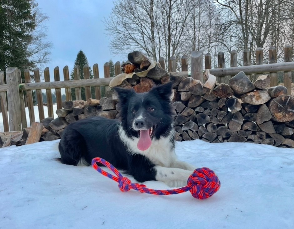 Pejskaři, zbystřete