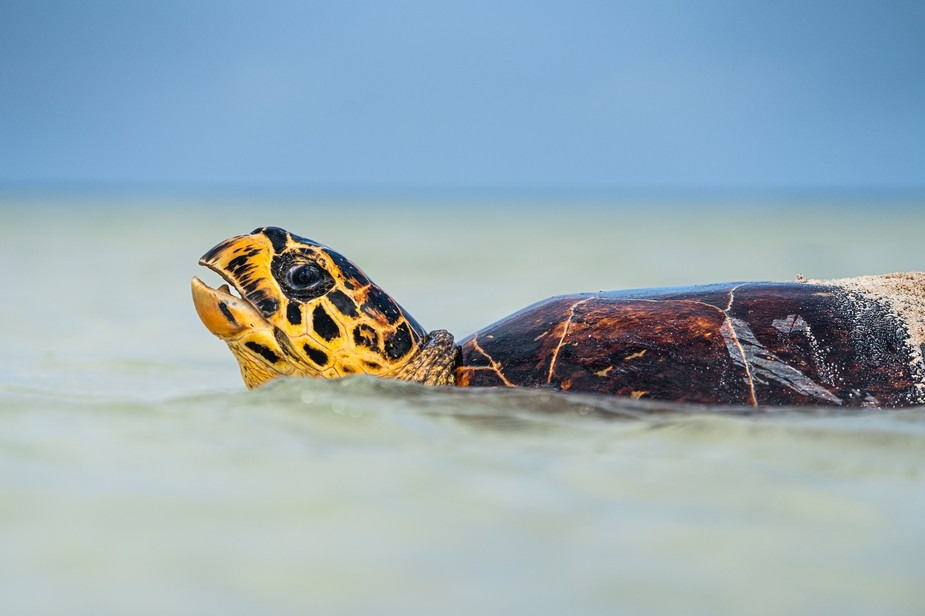 Waldorf Astoria Seychelles Platte Island