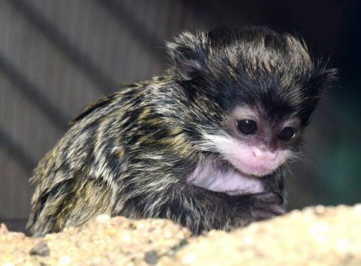 Zoo Olomouc, Mláďatům tamarínů