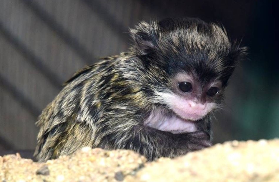 Zoo Olomouc, Mláďatům tamarínů