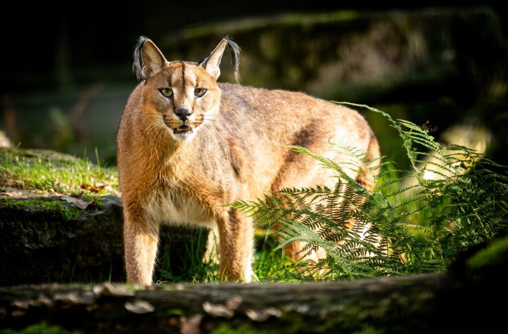 Zoo Ostrava Od listopadu levněji do zoo