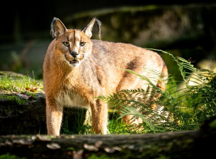 Zoo Ostrava Od listopadu levněji do zoo