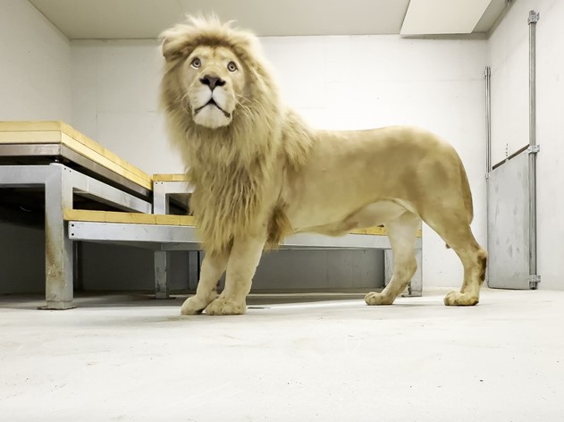Zoo Tábor, bílý lev