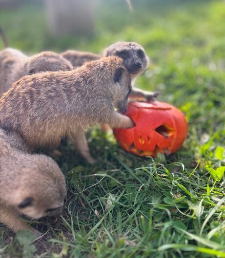 Surikaty z táborské zoo si užívají strašidelný Halloween