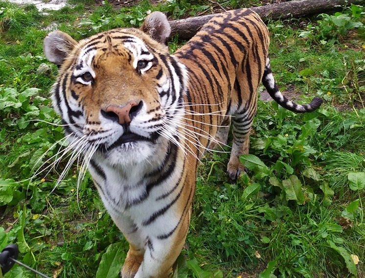 Zoo Tábor, tygr
