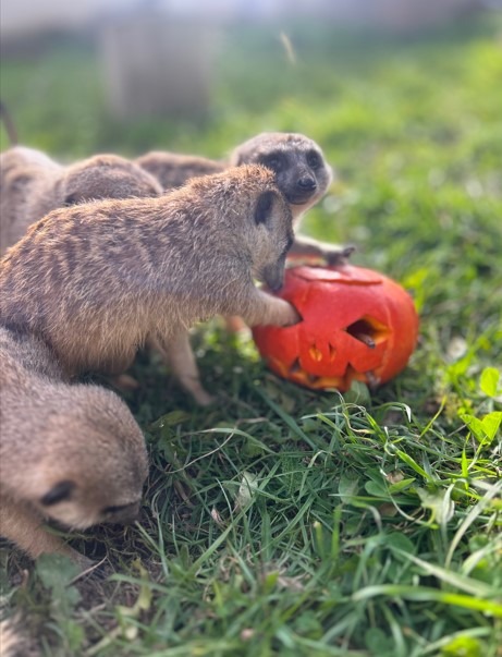 Surikaty z táborské zoo si užívají strašidelný Halloween