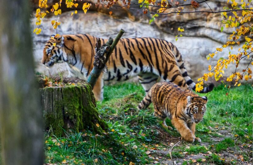 Zoo Zlín, Tygří sameček, Yourim, Tygr