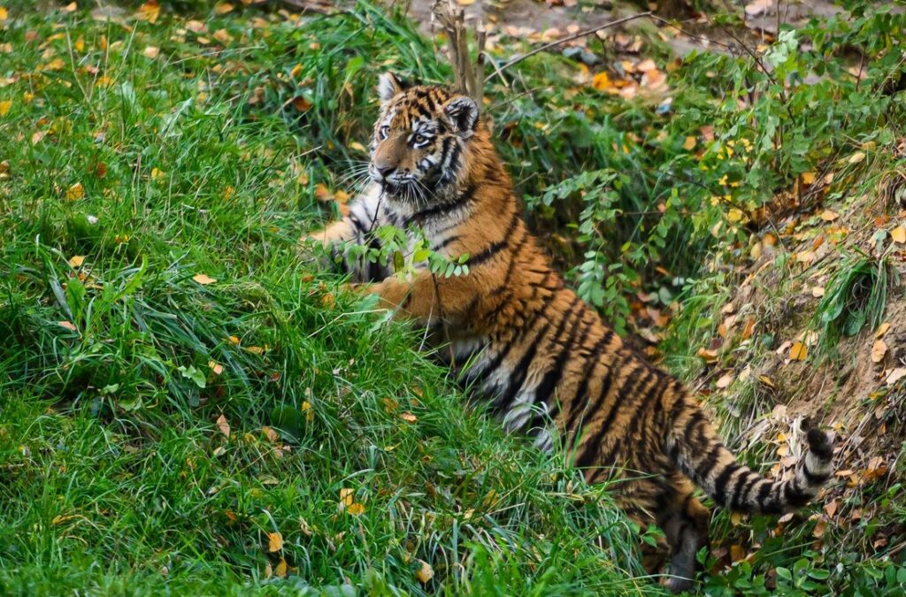 Zoo Zlín, Tygří sameček, Yourim, Tygr
