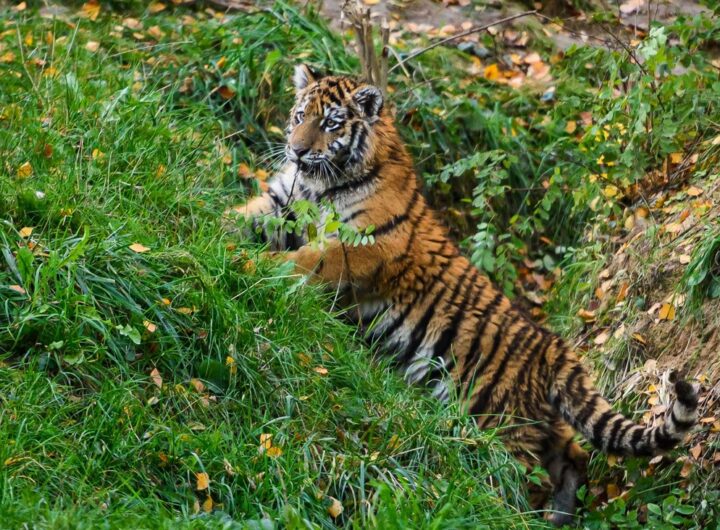 Zoo Zlín, Tygří sameček, Yourim, Tygr