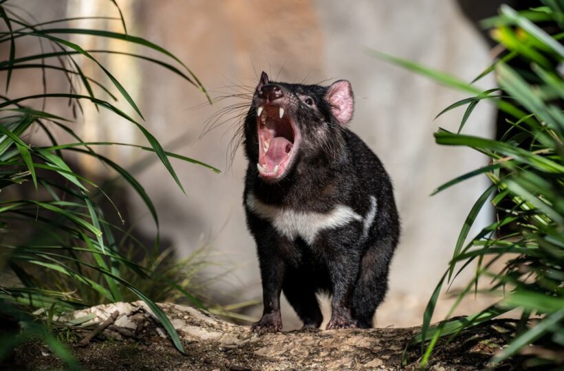 Zvířata z pohádek a bájí 