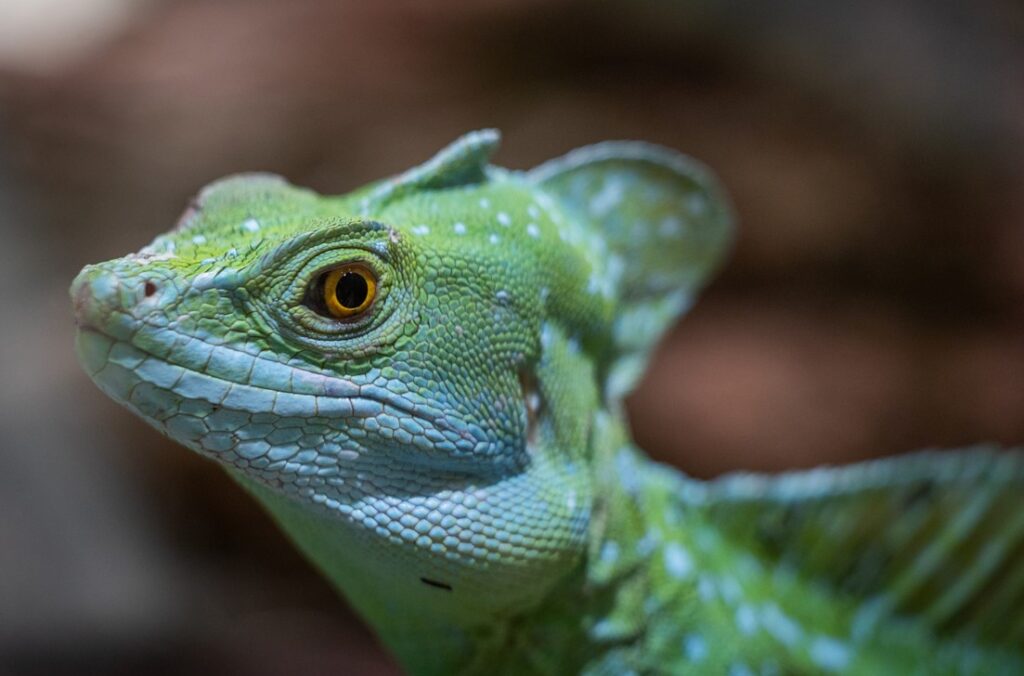 Zvířata z pohádek a bájí