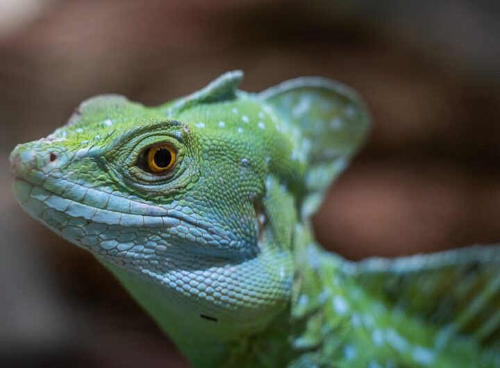 Zvířata z pohádek a bájí