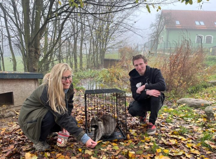 Fotky zachráněné samice mývala od Martina Ondrucha a Evy Nemravové