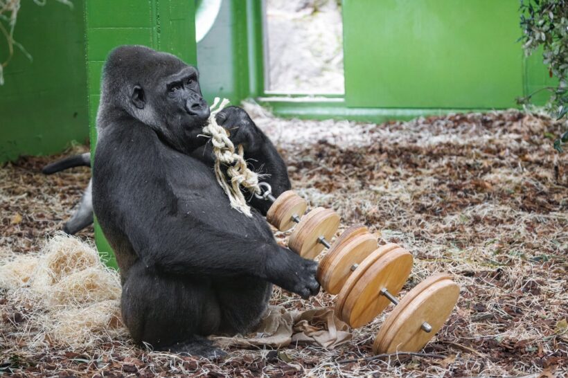 Foto Miroslav Bobek, Zoo Praha
