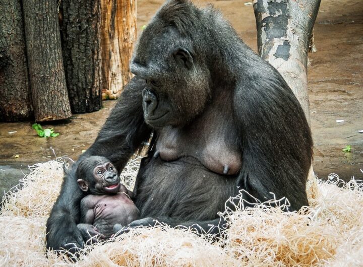 Moja oslaví 20. narozeniny. Zoo Praha jí předá dárek a uvede výstavu