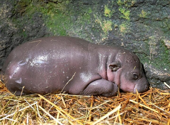 Naděje pro ohrožené hrošíky , Zoo Jihlava, pomoc, hroch