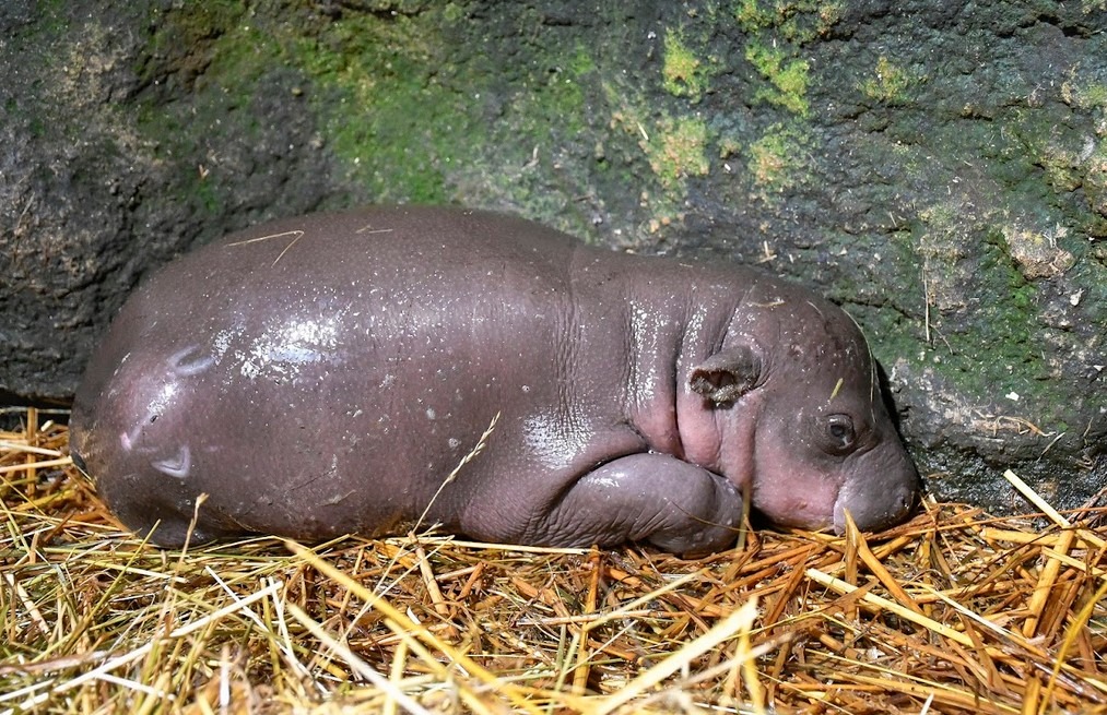 Naděje pro ohrožené hrošíky , Zoo Jihlava, pomoc, hroch