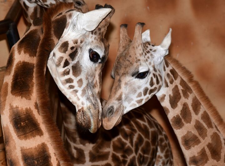 V zoo Olomouc se narodilo další mládě žirafy