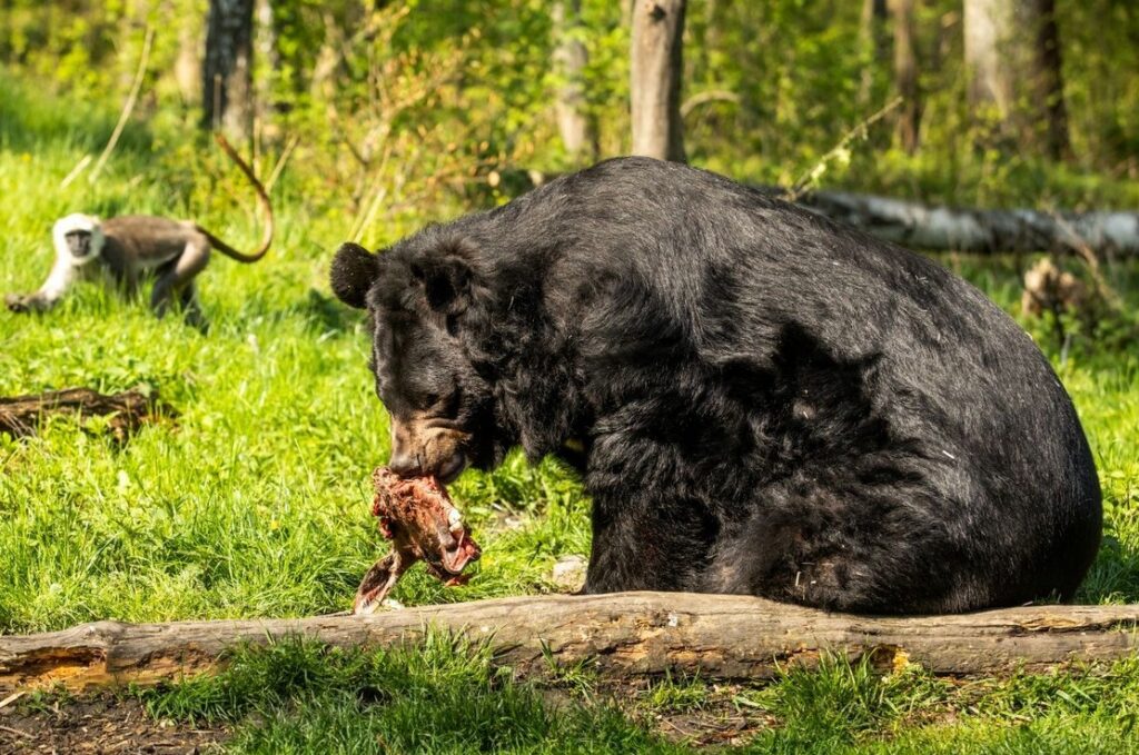 Zoo Ostrava, Ostrava, medvěd