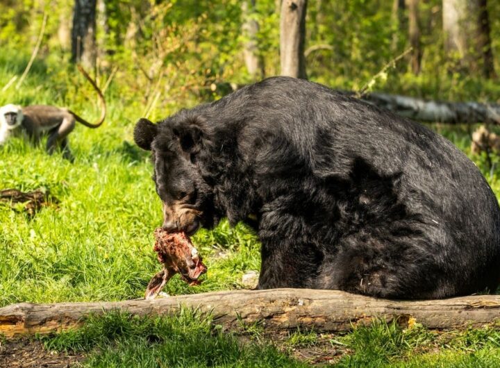 Zoo Ostrava, Ostrava, medvěd
