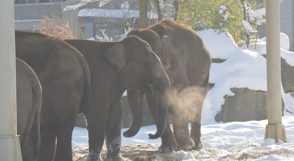 Zoo Ostrava Vánoce v zoo