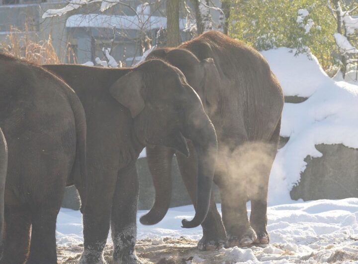 Zoo Ostrava Vánoce v zoo