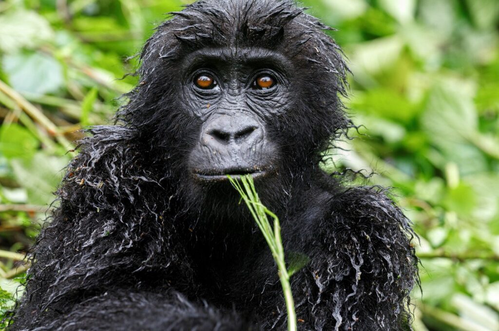 Zoo Praha udělila ceny Richard