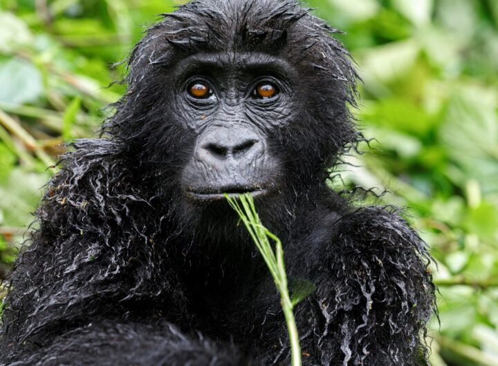 Zoo Praha udělila ceny Richard