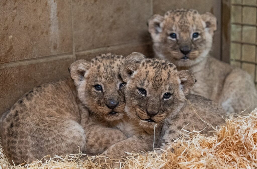 Zoo Zlín, Zlínská zoo