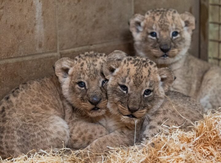 Zoo Zlín, Zlínská zoo