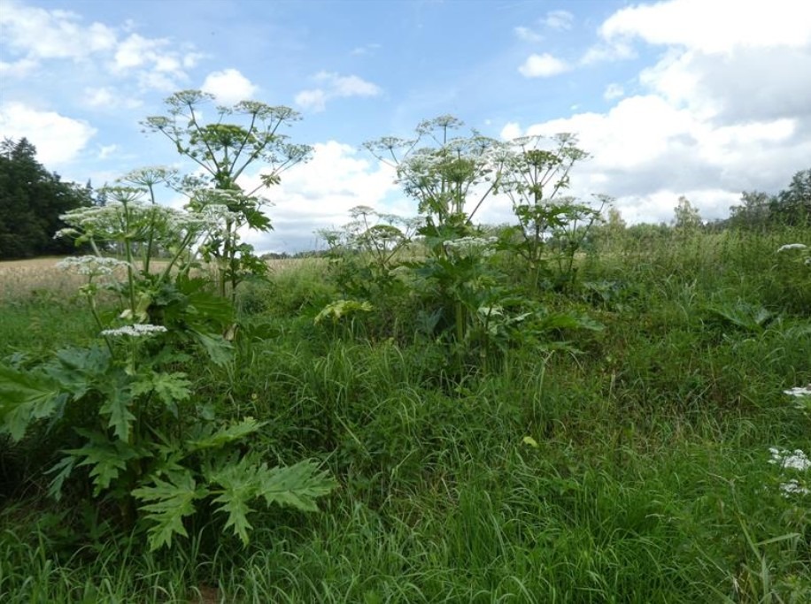 Bolševník velkolepý