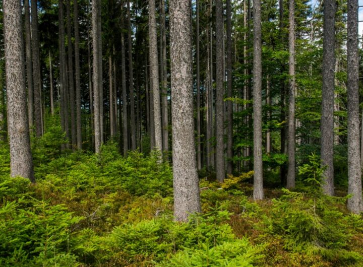 Krkonoše Krkonoše, KRNAP, pozemek, zprávy, UNESCO.