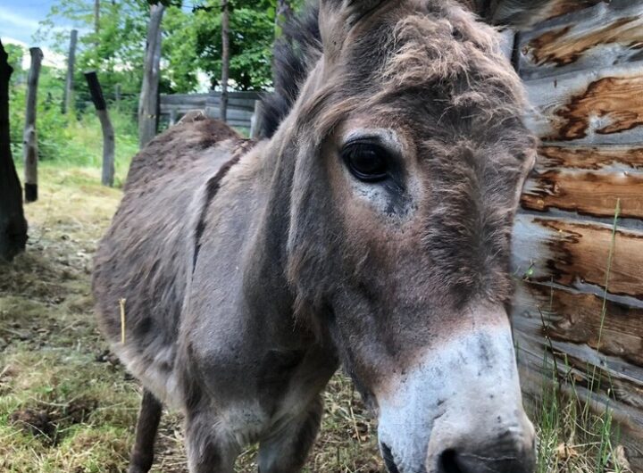 Krtkův svět