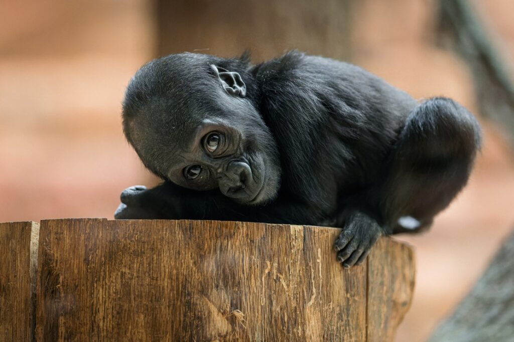 Mobi slaví první narozeniny, Zoo, Mobi, narozeniny