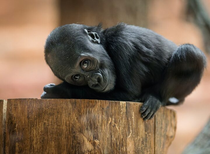 Mobi slaví první narozeniny, Zoo, Mobi, narozeniny