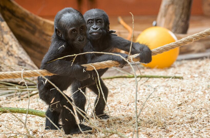 Mobi slaví první narozeniny, Zoo, Mobi, narozeniny