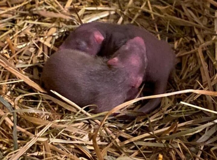 První letošní mláďata, Zoo Jihlava