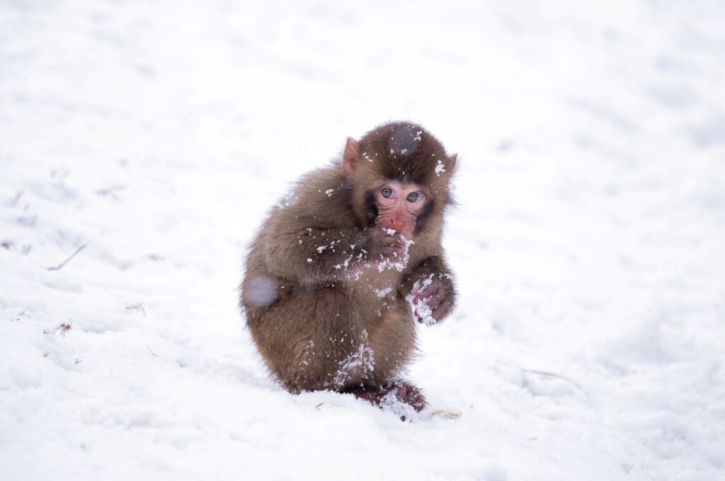 Zoo Olomouc - SNÍH V ZOO