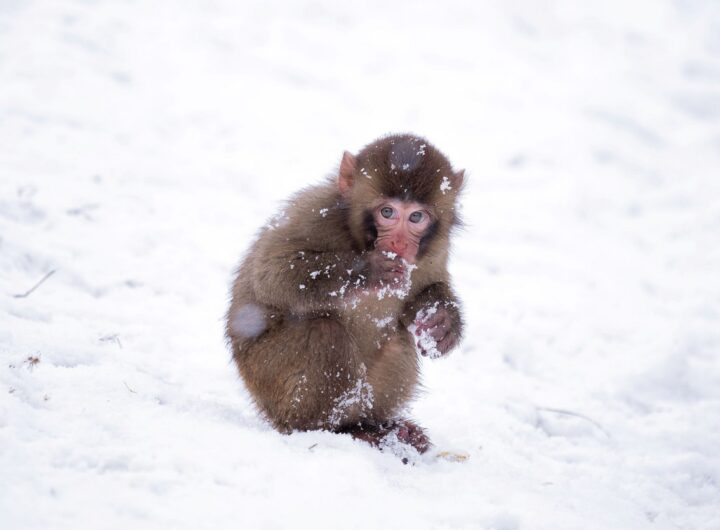 Zoo Olomouc - SNÍH V ZOO