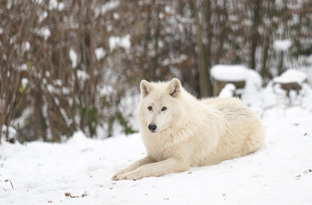 Zoo Olomouc, ZOOINVENTURA