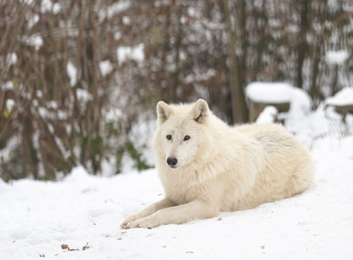 Zoo Olomouc, ZOOINVENTURA