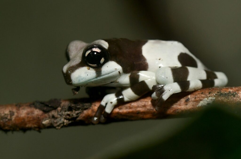 Zoo Olomouc, sníh, Zoo, cestování, pulec, žába , rosnička včelí