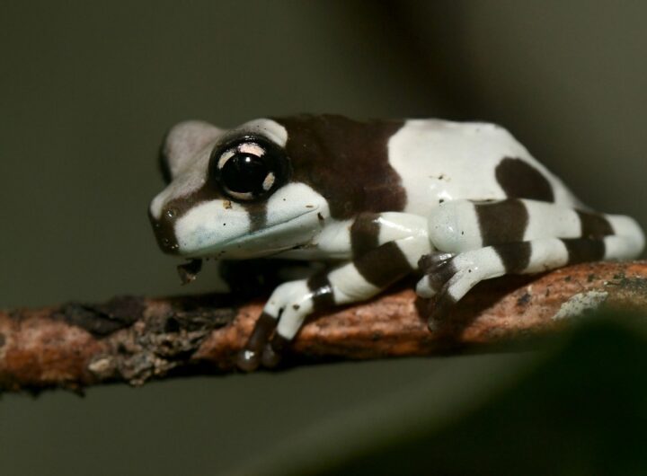 Zoo Olomouc, sníh, Zoo, cestování, pulec, žába , rosnička včelí