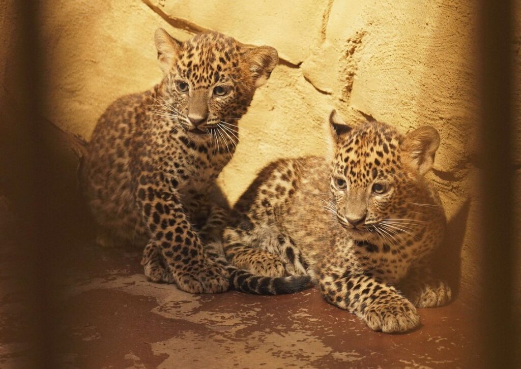 Zoo Ostrava, Mláďata levhartů cejlonských, Zoo, zvířata