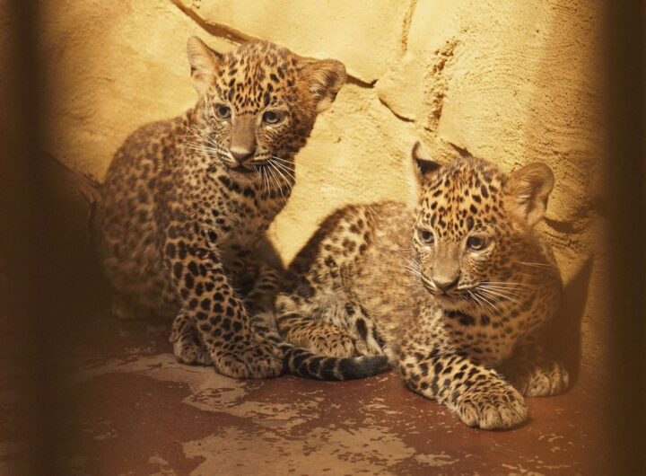 Zoo Ostrava, Mláďata levhartů cejlonských, Zoo, zvířata
