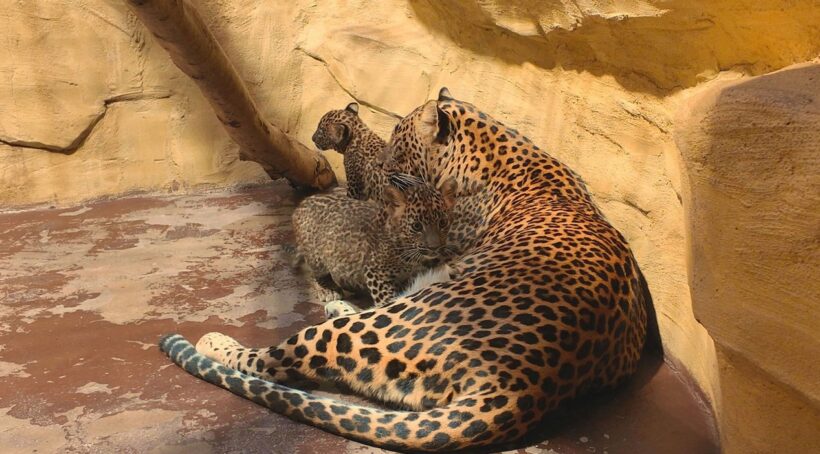  Zoo Ostrava, Mláďata levhartů cejlonských, Zoo, zvířata