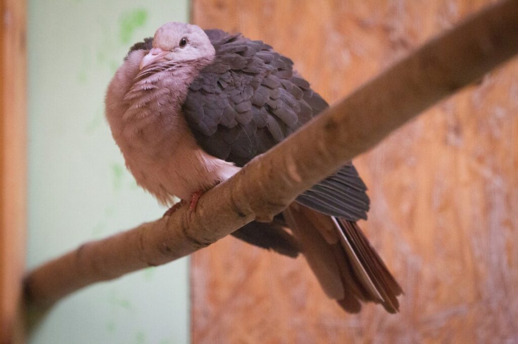 Zoo Praha si připomíná 100 let od narození Geralda Durella