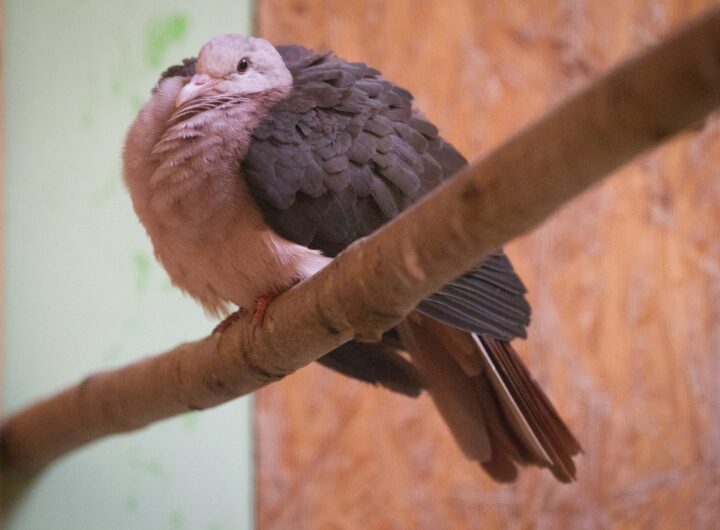 Zoo Praha si připomíná 100 let od narození Geralda Durella