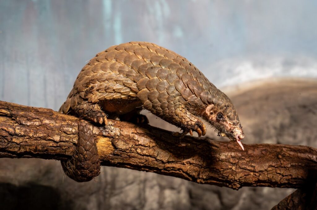 Zoo Praha, luskoun krátkoocasý Šiška